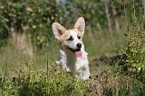 CORGI PEMBROKE 053